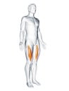 the vastus intermedius Royalty Free Stock Photo