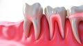 Teeth in 3D Detailed Rendering Showcase