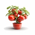 3D rendered tomatoes in pot isolated on white background