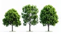 3D Rendered Trees Isolated on White Background, Green Foliage, Clipping Path Royalty Free Stock Photo