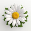 3d Rendered White Daisy Flower On White Background Royalty Free Stock Photo