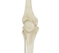 3d illustration of human knee bones