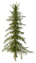 3D Rendering Alaska Cedar on White Royalty Free Stock Photo