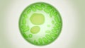 3d rendering of Algae cells
