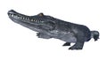 3D Rendering Alligator Caiman on White