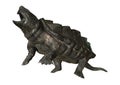 3D Rendering Alligator Snapping Turtle on White Royalty Free Stock Photo