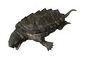 3D Rendering Alligator Snapping Turtle on White