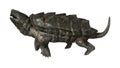 3D Rendering Alligator Snapping Turtle on White