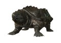 3D Rendering Alligator Snapping Turtle on White Royalty Free Stock Photo