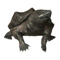 3D Rendering Alligator Snapping Turtle on White Royalty Free Stock Photo