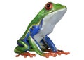 3D Rendering Amazon Tree Frog on White