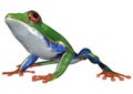 3D Rendering Amazon Tree Frog on White