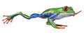 3D Rendering Amazon Tree Frog on White