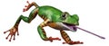 3D Rendering Amazon Tree Frog on White