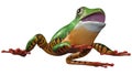 3D Rendering Amazon Tree Frog on White