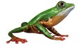 3D Rendering Amazon Tree Frog on White