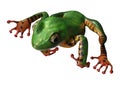 3D Rendering Amazon Tree Frog on White