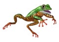 3D Rendering Amazon Tree Frog on White