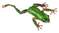 3D Rendering Amazon Tree Frog on White