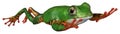 3D Rendering Amazon Tree Frog on White