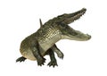 3D Rendering American Alligator on White