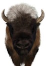 3D Rendering American Bison on White