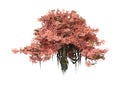 3D Rendering Anciant Tree on White