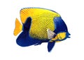 3D Rendering Angelfish on White Royalty Free Stock Photo