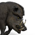 3d-illustration of an isolated battle boar animal really wild and dangerous