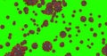 3D rendering animation, coronavirus cells covid-19 influenza flowing on chroma key green screen background as dangerous flu strain