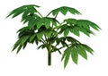 3D Rendering Aralia Plant on White