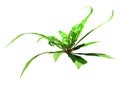 3D Rendering Harts Tongue Fern on White