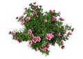 3D Rendering Azalea Rhododendron Flowers on White Royalty Free Stock Photo