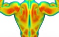 3d rendering. Back side top part of Human muscle body scan by infrared ray structure measure with clipping path isolated