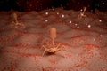 3D Rendering of Bacteriophage Virus on Bacterial Cell Royalty Free Stock Photo