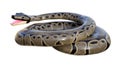 3D Rendering Ball Python on White