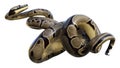 3D Rendering Ball Python on White