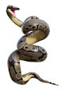 3D Rendering Ball Python on White