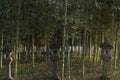 3D rendering of bamboo forest with japanese stone lantern in the evening sunlight Royalty Free Stock Photo