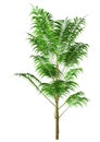 3D Rendering Bamboo Palm Tree on White