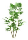 3D Rendering Bamboo Palm on White