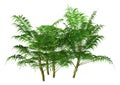 3D Rendering Bamboo Palms on White
