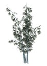 3D Rendering Bamboo Tree on White