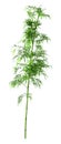 3D Rendering Bamboo Tree on White