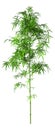 3D Rendering Bamboo Tree on White