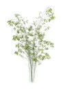 3D Rendering Bamboo Trees on White