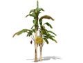 3D rendering - Banana tree isolated over a white background