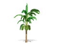3D rendering - Banana tree isolated over a white background