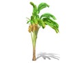 3D rendering - Banana tree isolated over a white background