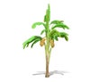 3D rendering - Banana tree isolated over a white background